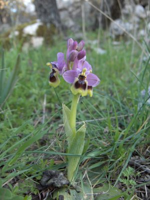 Ophrys tenthredinifera